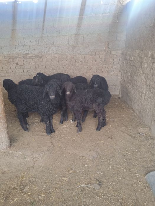 Козы сатылады кой ешкы