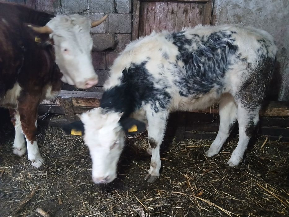 De vânzare! Junincă si vitea