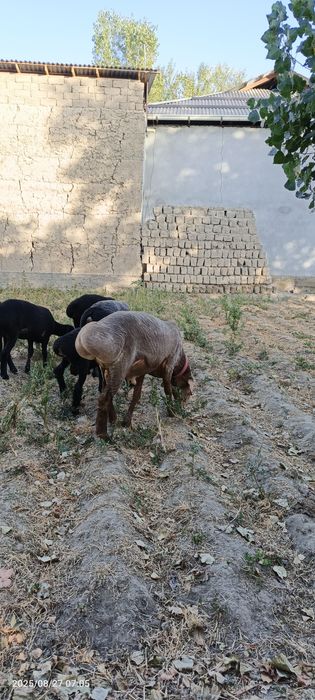 Arashan qochqor sotiladi 2 tish