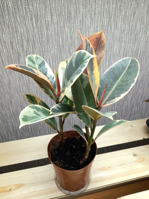 Продам Фикус Тинеке