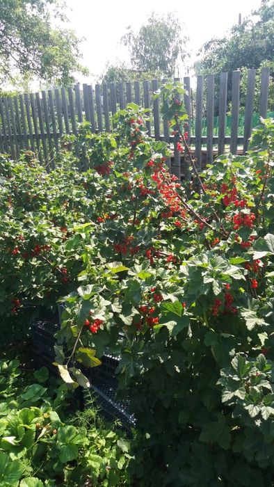 Продам дачу в с/о Борки