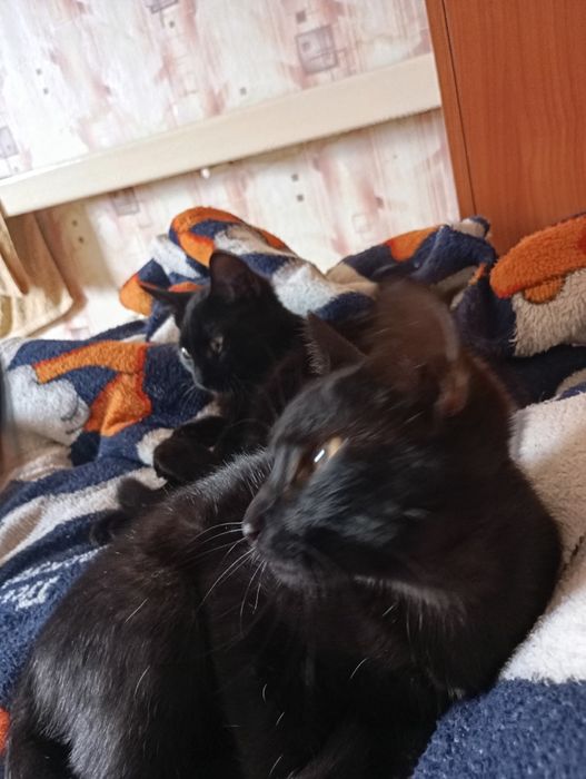 Отдам в добрые руки котят мальчиков