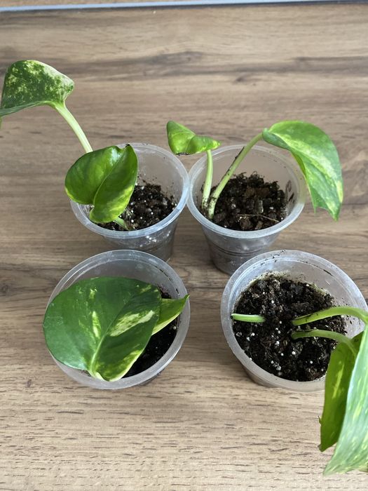 Эпипремнум  укорененный 1200 тг