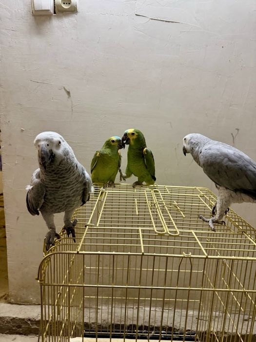 Amazon Jako sotiladi