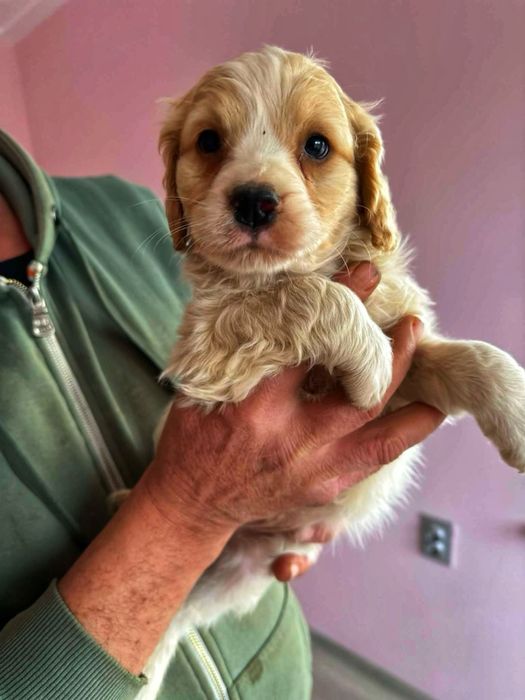 Кокершпаньолчета