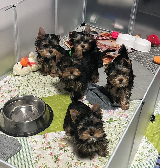 Кукольные мини мальчик и девочка