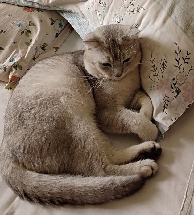 Продам в хорошие руки