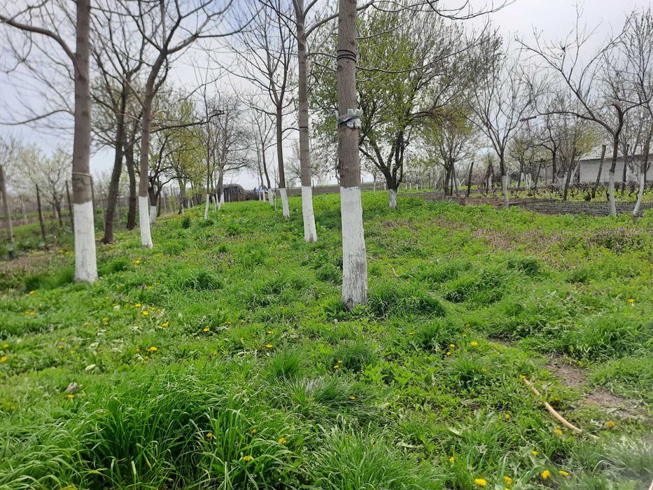 Lucernă de vânzare