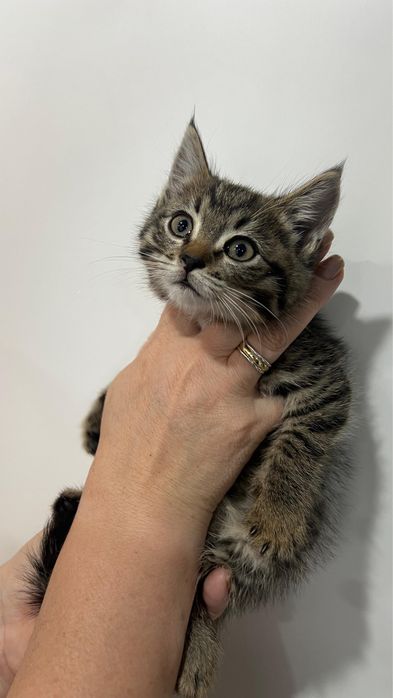 Ищем дом котенку