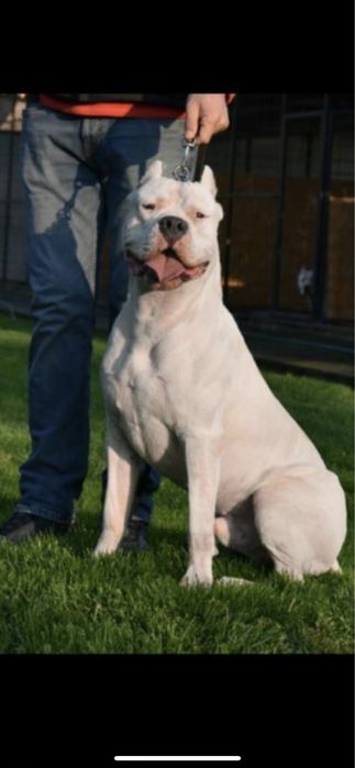 Femela Dog Argentinian/Pedigree