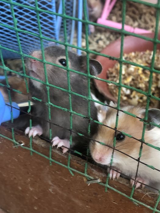Srochna hamster hamyakla sotiladi