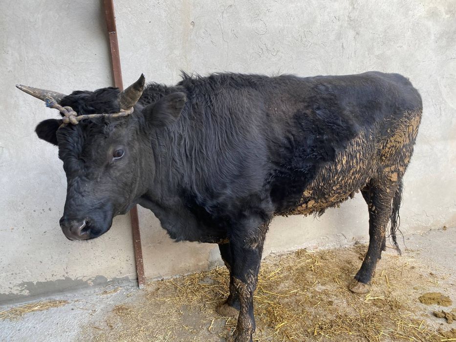 2 йошли бука зотли