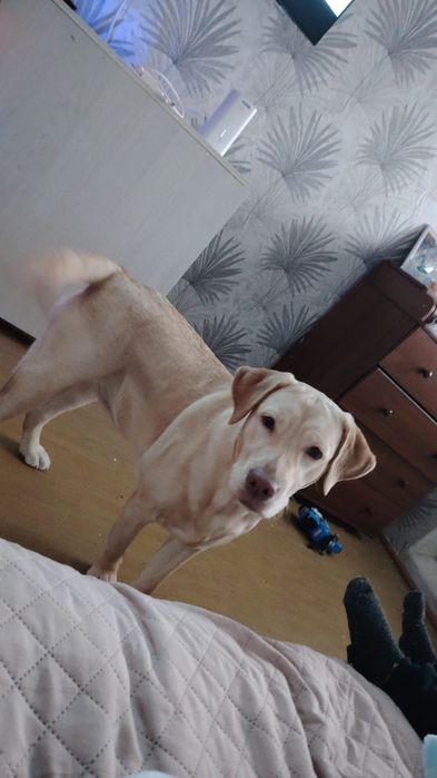 Лабрадор девочка