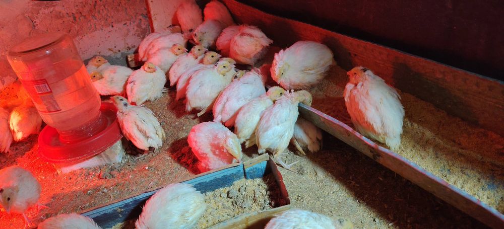 Белий гигант бедана жужалари сотилади