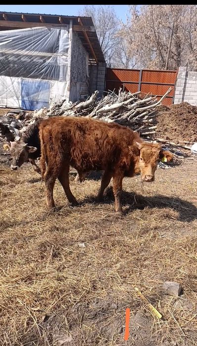 Бузаулар сатылады