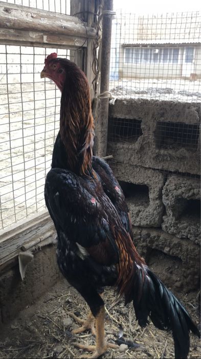 Тоза қон япон хуроз сотилади