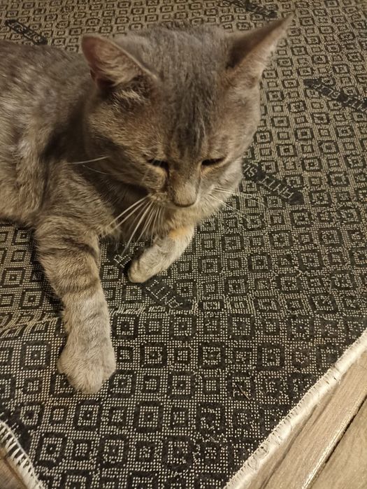 donez  pisici blânde, sterilizate și bine îngrijite