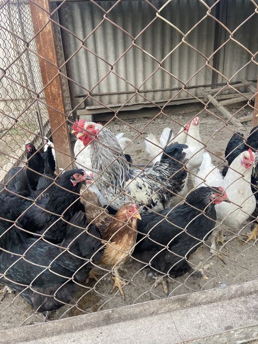 Петухи Брамо(лохмоногие), молодые