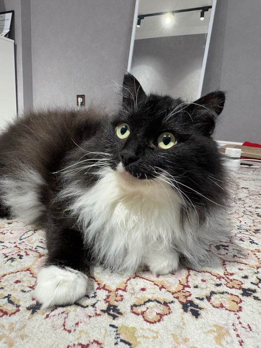 Отдам кота в хорошие руки