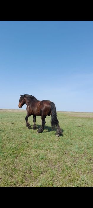 Жеребец полу тяжаловоз
