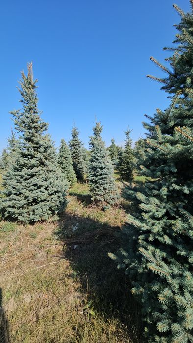Елка,голубые ели 4 м