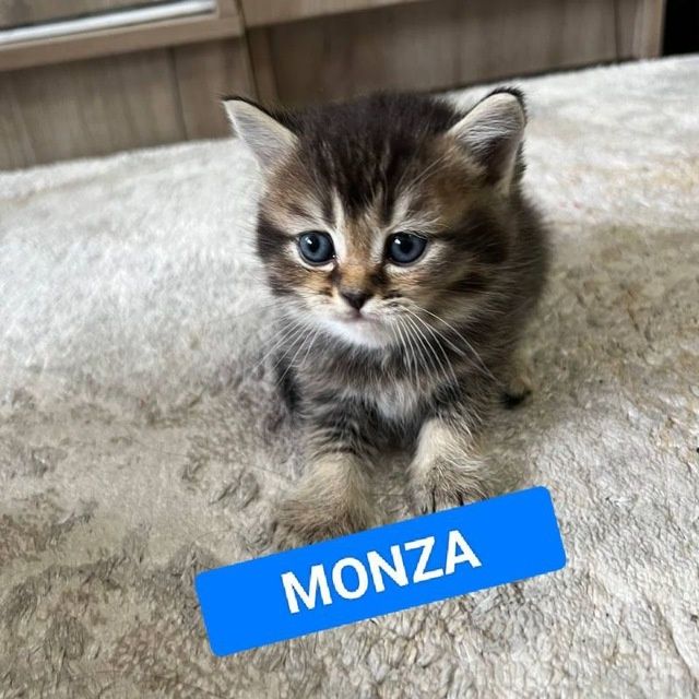 Шатлански шиншила британски қулоқ,сотилади, 100$ уғил бола