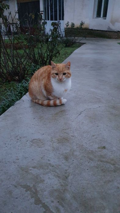 Спасете млади котета - остават сами на произвола на съдбата