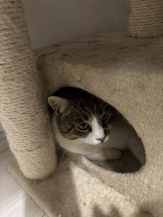 Nor isi cauta casuta