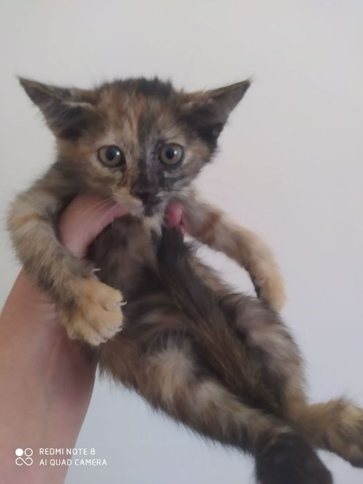 Котёнок Бесплатно 2,5 месяца