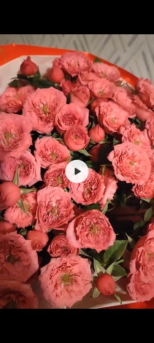 Продам цветы Розы пионовидные