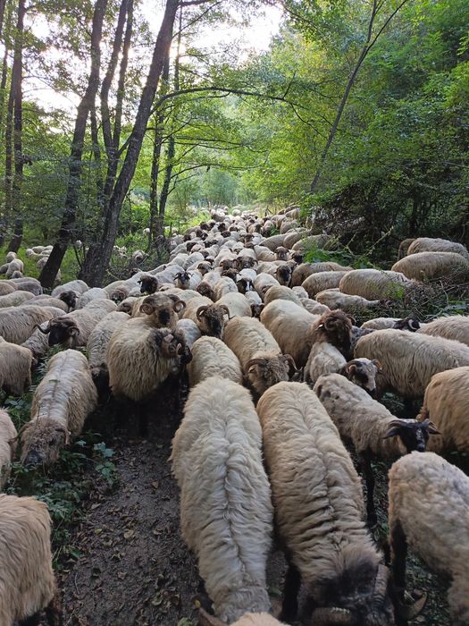 400 oi turcane bucalaie