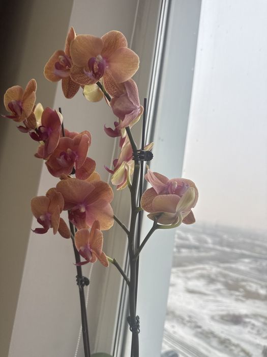 Цветы Орхидея красивая продам