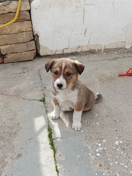 Corgi zotiga mansub kuchuk sotiladi