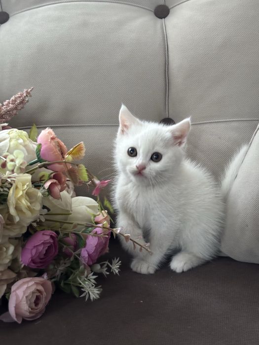 Котята Шотландские фолд и страйи