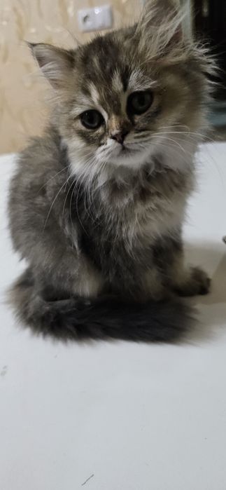 Продаётся    породистая  кошечка .  3 месяца  породистая  умная Боня