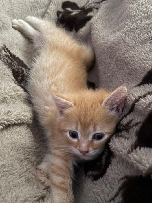 Котята даром .животные