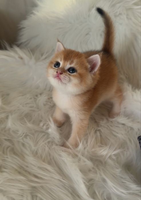 золотая  шиншилла  шоу класса