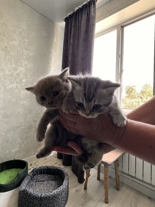 Котята британцы.