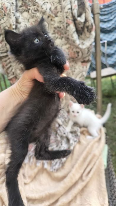 Котенок Мейн кун