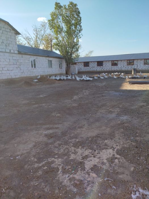 Продам дом срочно