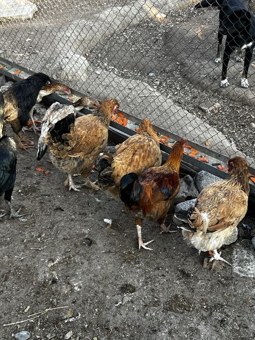 Тауықтар сатылады