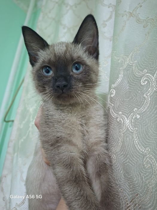 Отдам котенка в хорошие руки