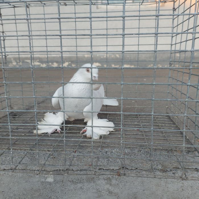 Буси самец лет игра