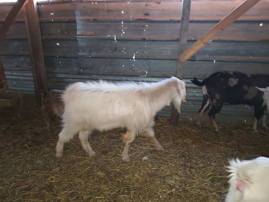 Таза қанды теке сатылады