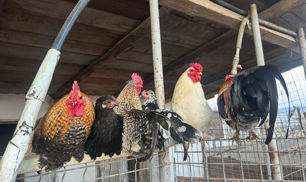 Cocoși americani