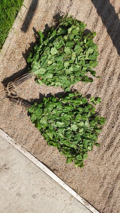 Продам березовые веники