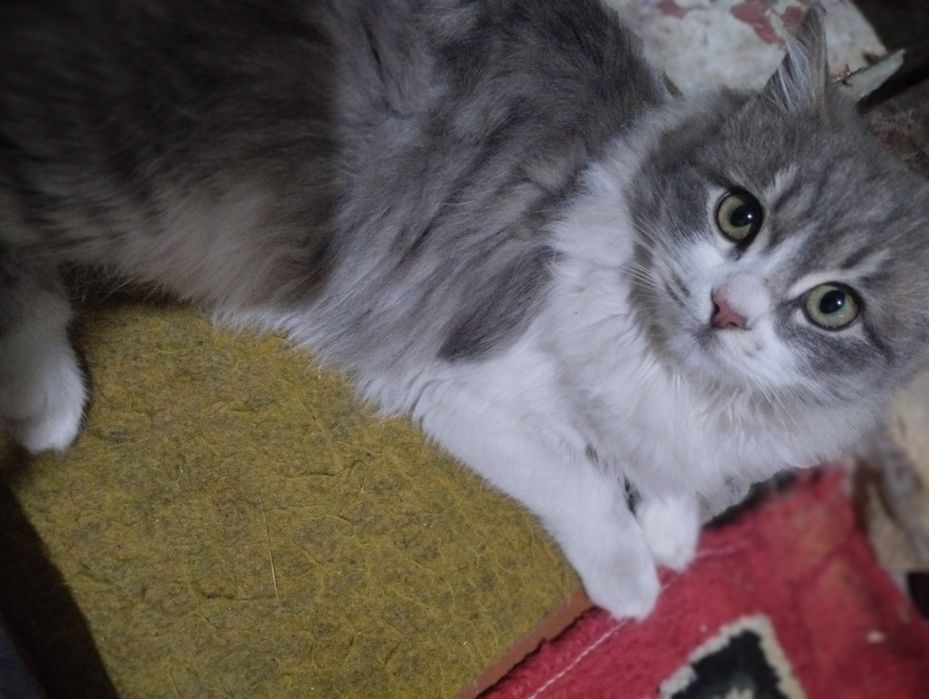 Zoti: Scotish straight