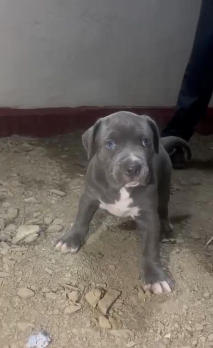 Питбуль Щенки Кубинский