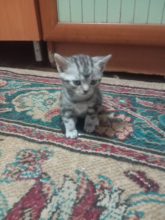 Продам котят вислоухие