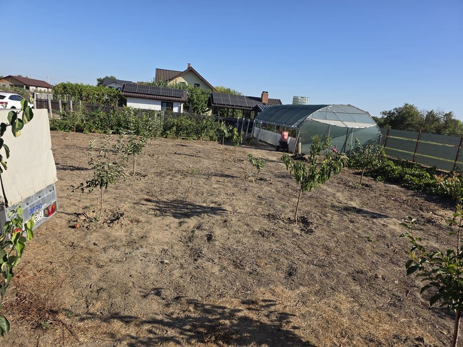 Teren 800 mp în Amara – intravilan, utilități, pomi, vie, zmeură, solar
